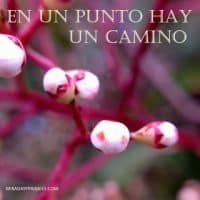 manejo-emociones-niños